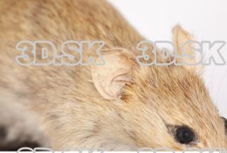 Mouse-Mus musculus 0027